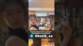 Смешные коты без озвучки 6 нарезка 
