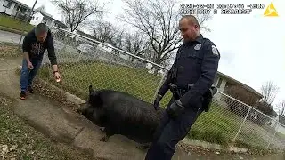 The Pig Refused to Listen to Instructions.