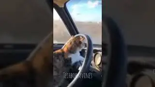 ഇത് എന്തോന്ന് ജീവി 😂എന്തൊരു റോഡ് ആണ് ഇത്|watch till end#shorts #animals #dubbing #subscribe #cat