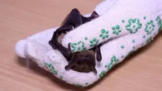 How to hold bat in hands