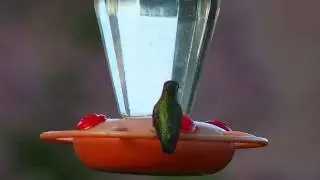 2015 Hummingbird 2-3
