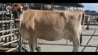 JERSEY IS THE BEST BREED FOR BETTER MILK CONTENT: DR. KABIRIZI#viral #viralvideo #farming #farmer