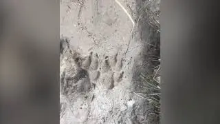 Охотничья вышка