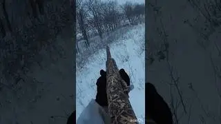 Охота на зайцев #shortvideo #охота #охотаназайца #шортс #shorts #охотавидео #maxhunter