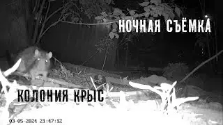 колония крыс возле магазина / ночная съемка / Балашиха