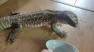 Кормление Чарли и необычные звуки от варана.Feeding Charlie and unusual sounds from monitor lizard
