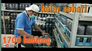 tanam bibit jamur || sehari 1700 kantong TUNTAS ❗
