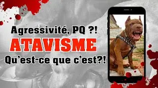 Why a Pitbull can be aggressive with other dogs ? [ ATAVISM / Genetics, ...]