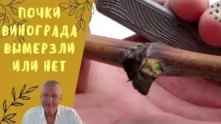 Почки винограда, вымерзли ли они.