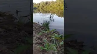 Плотва на удочку