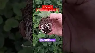 🍓✅🪴 Джуси кассетная рассада отправка сдек #рассадаклубники #клубника #garden #сад #дача #strawberry
