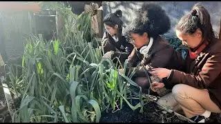 WGHS Veggie Garden - We proudly share with you the story behind our garden...