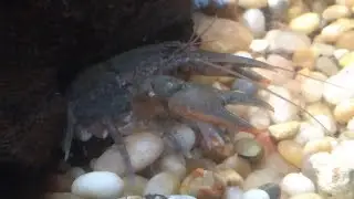 Blue Crayfish Exploring #robhorror240 #crayfish #aquarium
