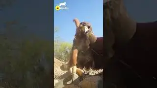Eagle-hunting mice
