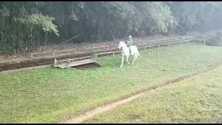 RAJY ELFAR - CENTRAL DE COBERTURAS - MANGALARGA MARCHADOR