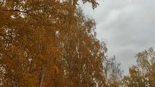 2.Кужановские Лиственницы, республика Башкортостан