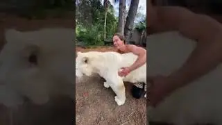 Tiger Hug
