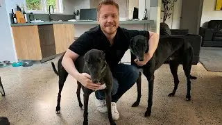 Rescue Greyhounds First trip to the race track since retirement