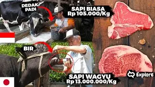 Bongkar Rahasia Kenapa Daging Wagyu Mahal? Fakta Wagyu Daging Sapi Terenak dan Termahal Sedunia