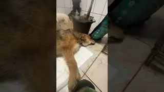 Гном 🐕‍🦺