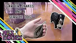Tour the Flooded Narcisse Snake Dens with Kortny and Mouse - My goodbye to an incredible dog
