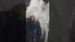 boy drink milk from cow