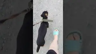 НеоБЫчНаЯ прогулка.Чуть не подрались с дворью