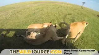Lion Pride Uses Vehicle for Shade