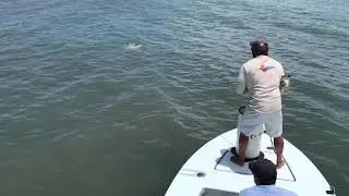 Tarpon on fly