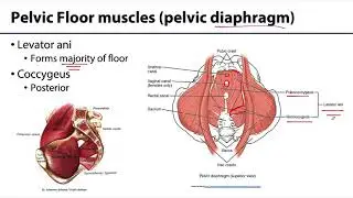 MSK Pelvis - Muscles