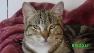Bridget