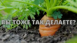 Садим морковь на зиму вовремя. Нюансы осенней посадки моркови