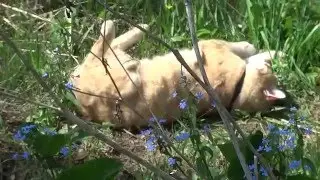 Ласково Жмурится Солнце Золотое