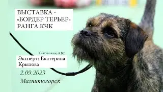 Выставка Бордер Терьер ранга КЧК, 02.09.23, г. Магнитогорск