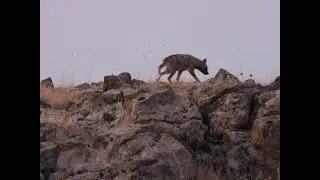 MUHTEŞEM ÇİZGİLİ SIRTLAN GÖRÜNTÜLERİ! ÇİZGİLİ SIRTLAN PEŞİNDE 3 ! ÇİZGİLİ SIRTLAN GÖRÜNTÜLENDİ!