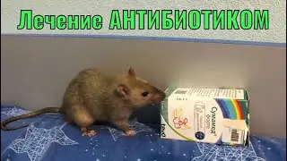 Как дать крысе АНТИБИОТИК! Лечение крысы!
