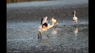 Flamingoes at DPS Lake Seawoods, Navi Mumbai