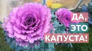 Декоративная капуста Осака: осенняя питерская 