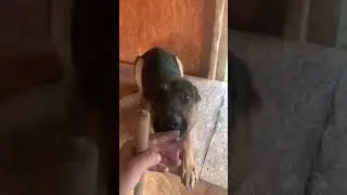 Никто не мешается во время уборки !!👍