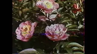 Статичная заставка ОРТ 12.06.95г