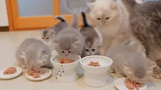 This cute kitten steals and eats his daddy cat's food with great vigor...