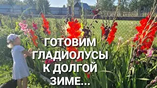 Чем я кормлю гладиолусы в августе, что бы они хорошо перезимовали.