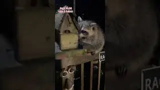 Breakfast time and just one nervous Raccoon . Peanut Butter Club Diary