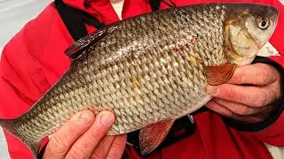 Large Roach on a Garland of Devils (Bezmotylka). Roach killer tackle! Black Viper rod