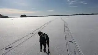 Doberman Iris on the lake
