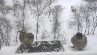 кормушка на подоконнике 2