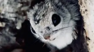 エゾモモンガの鳴き声　あなたは聞こえるかな？　The cry of the flying squirrel