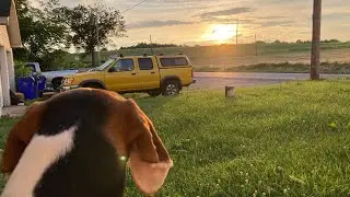 Skate. Dog. Car.