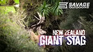 DREAM STAG HUNT in NEW ZEALAND