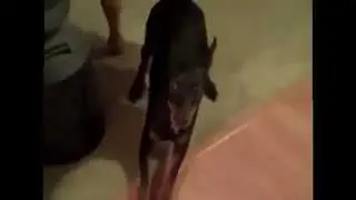 Николета и ее котики и собачки ))))